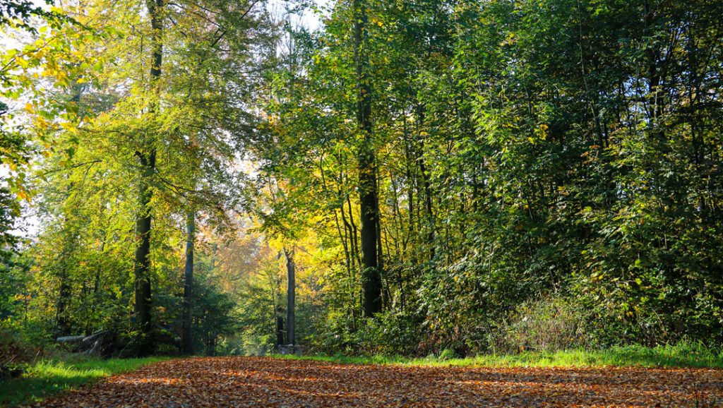 Panoramabillede fra skoven